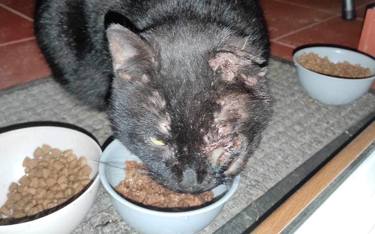 Zbiórka Leczenie kochanego koteczka - zdjęcie główne