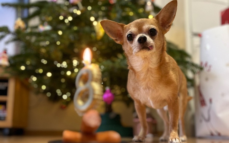 Zbiórka Więzadło krzyżowe Pana Pika - zdjęcie główne