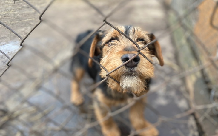 Pies z siatką na ogrodzeniu, ciekawski.
