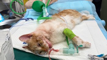 Zbiórka Pomóż nam ocalić życie Rudiego - miniaturka zdjęcia