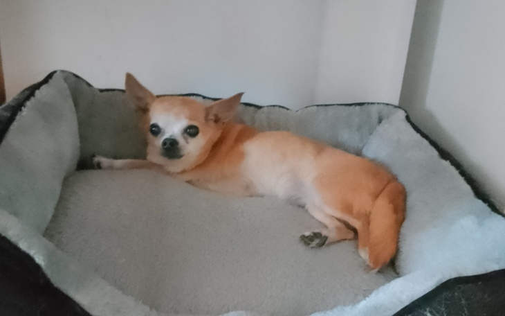 Zbiórka Operacja dla Czikuni - zdjęcie główne