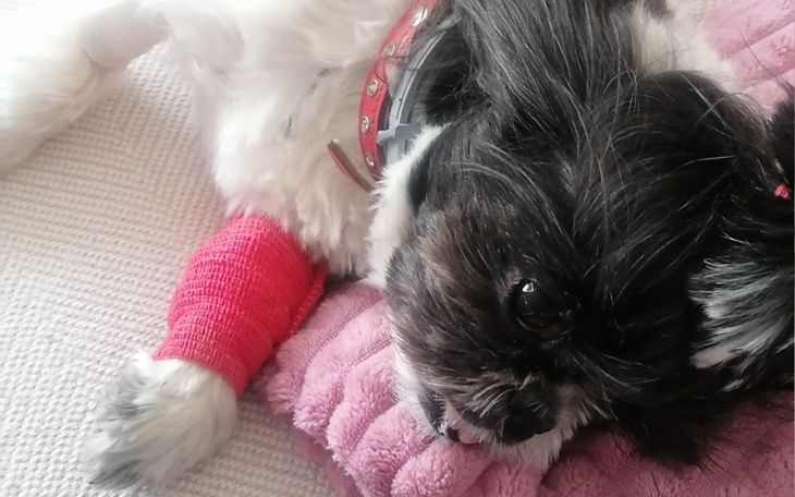 Zbiórka Walczymy o życie Molly - zdjęcie główne