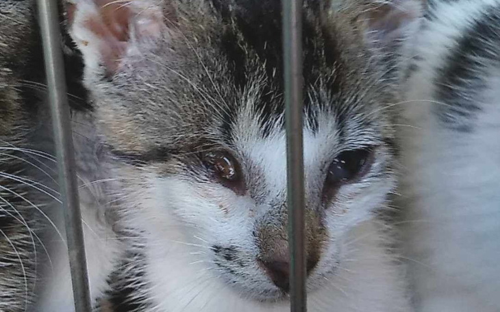 Kociak za kratkami, z wyrazem smutku.