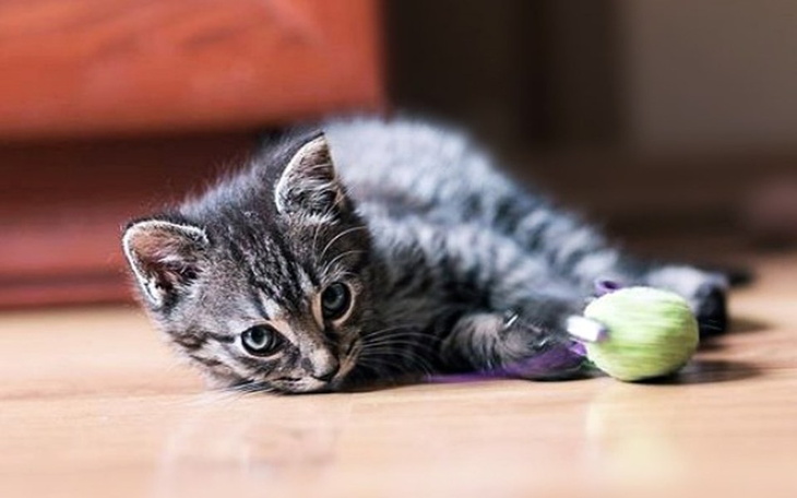 Zbiórka Na POMOC Mietusiowi! - zdjęcie główne