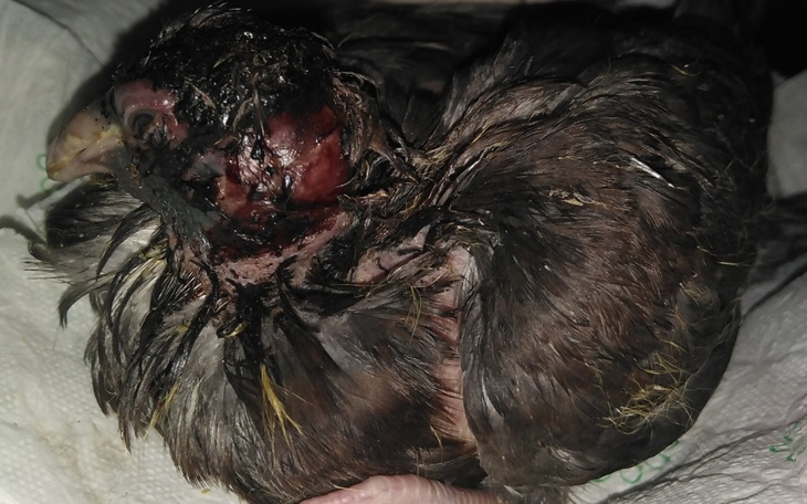 Zbiórka Na wyżywienie oraz leczenie. - zdjęcie główne