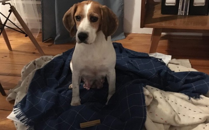 Zbiórka Rysia z pseudohodowli - zdjęcie główne