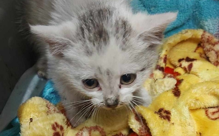 Zbiórka Nowy podopieczny w naszym DT - zdjęcie główne