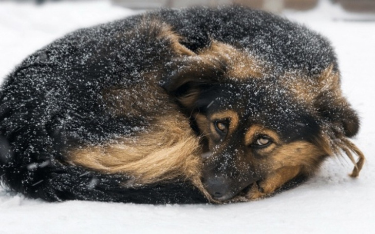 Zbiórka Na pomoc dla zwierząt - zdjęcie główne
