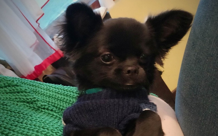 Zbiórka Operacja i leczenie pieska - zdjęcie główne