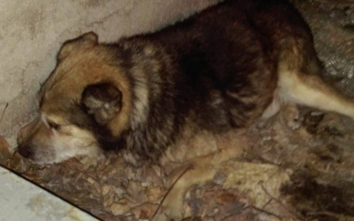 Zbiórka Potrącony i pozostawiony w rowie - zdjęcie główne