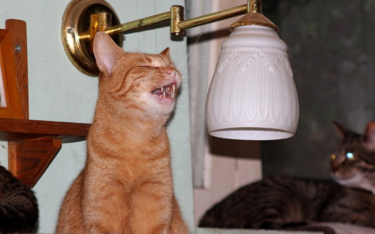 Zbiórka Kocia Norka -na weterynarza - zdjęcie główne