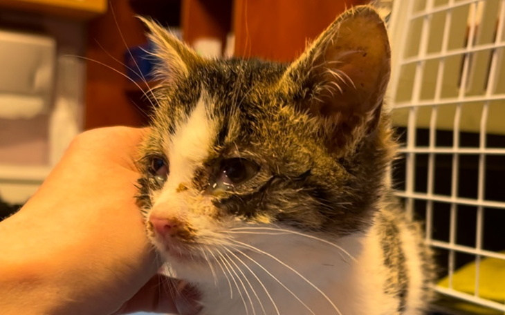 Zbiórka Chore kotki z działek - zdjęcie główne