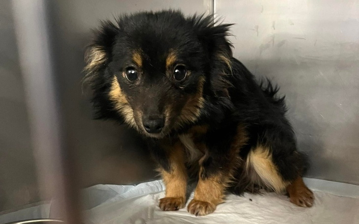 Zbiórka Znaleziony w rowie z parwo - zdjęcie główne