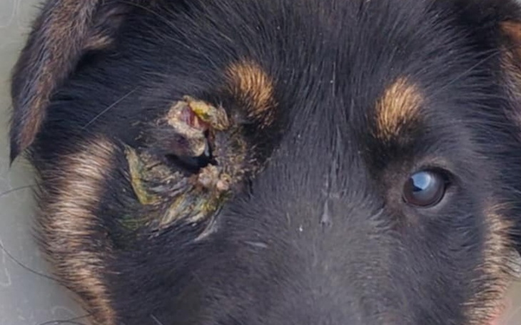 Zbiórka Ból psiego dziecka - zdjęcie główne