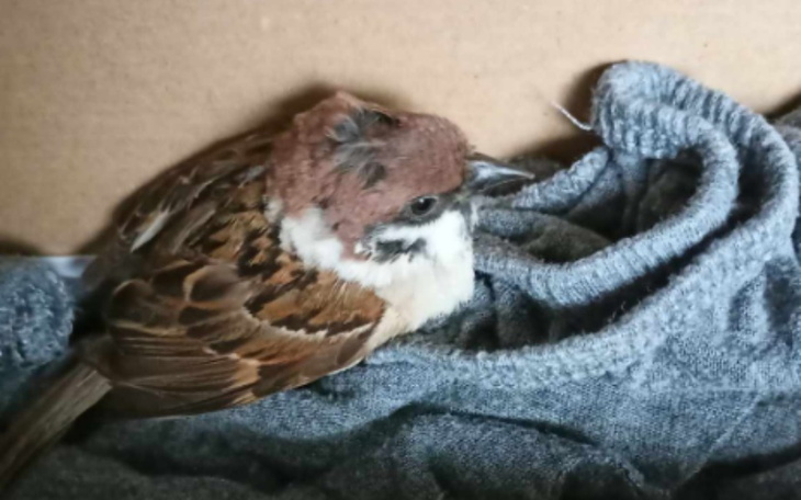 Zbiórka Pomoc dzikim ptakom - zdjęcie główne