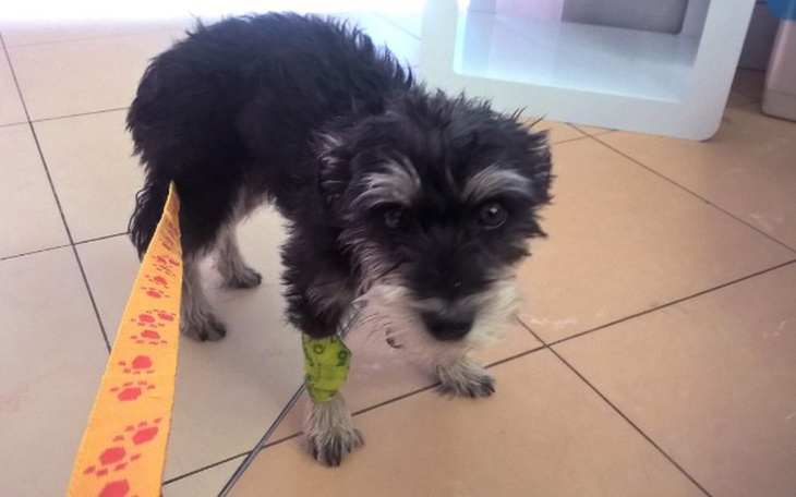 Zbiórka Zbiórka dla Betty aby mogła żyć. - zdjęcie główne