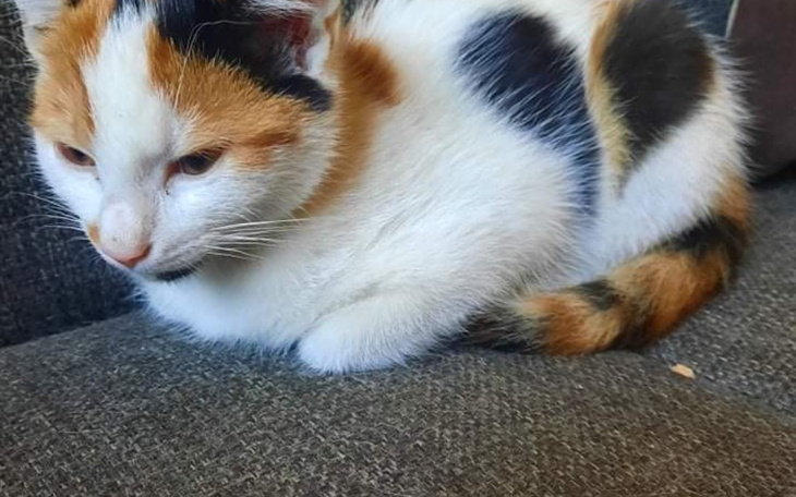 Zbiórka Transport Daisy do domu - zdjęcie główne