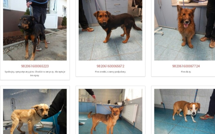 Zbiórka Na karme dla schroniska dla psów - zdjęcie główne