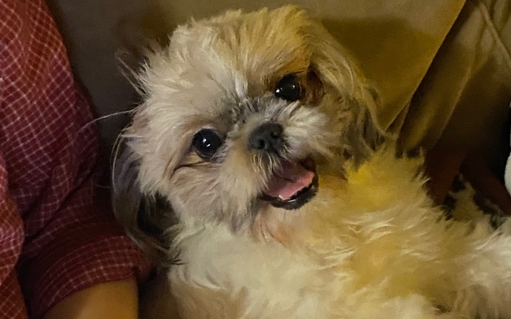 Uśmiechnięty pies rasy shih tzu, siedzący na kanapie.