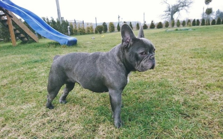 Zbiórka Opłacenie operacji i leczenia - zdjęcie główne