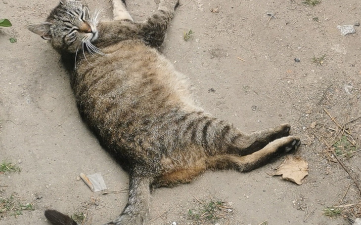 Leżący kot na ziemi, relaksujący się.