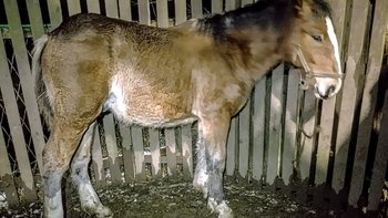 Zbiórka W kwietniu urodzony - miniaturka zdjęcia