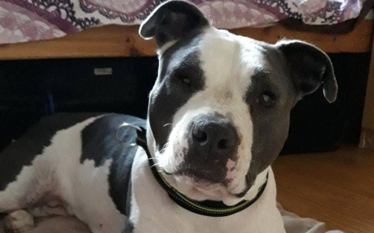 Zbiórka Zbieramy na operację astki Korsy - zdjęcie główne