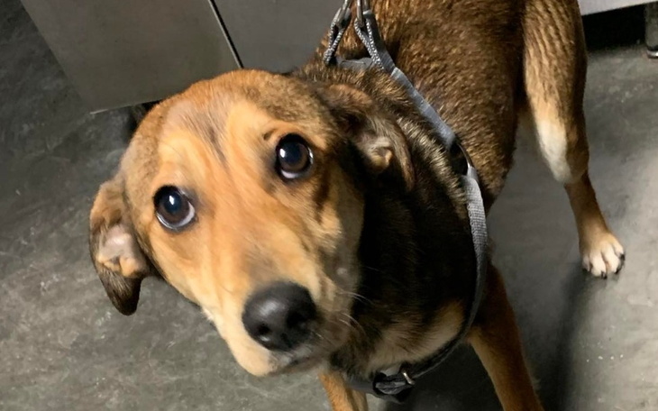 Zbiórka Na ratunek porzuconej Coco - zdjęcie główne