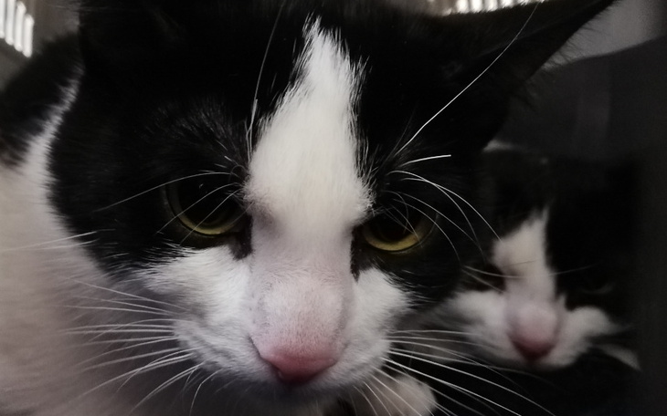 Zbiórka Romeo i Laurenta w gabinecie - zdjęcie główne