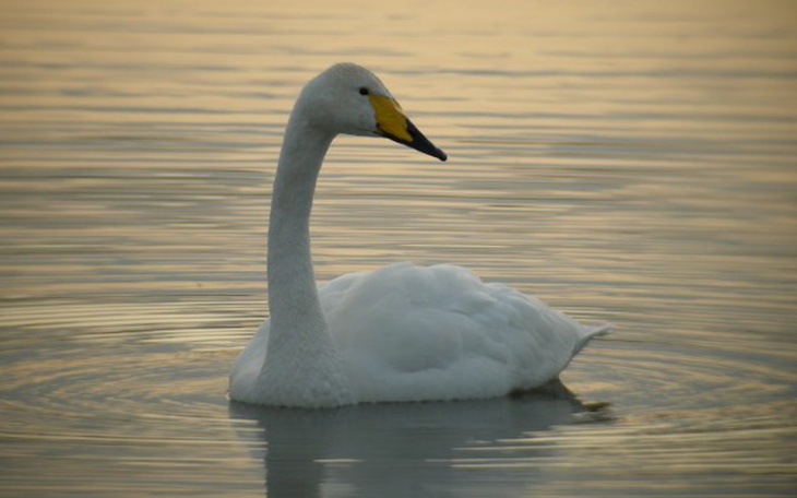 Zbiórka Obrączki na łabędzie i bociany - zdjęcie główne