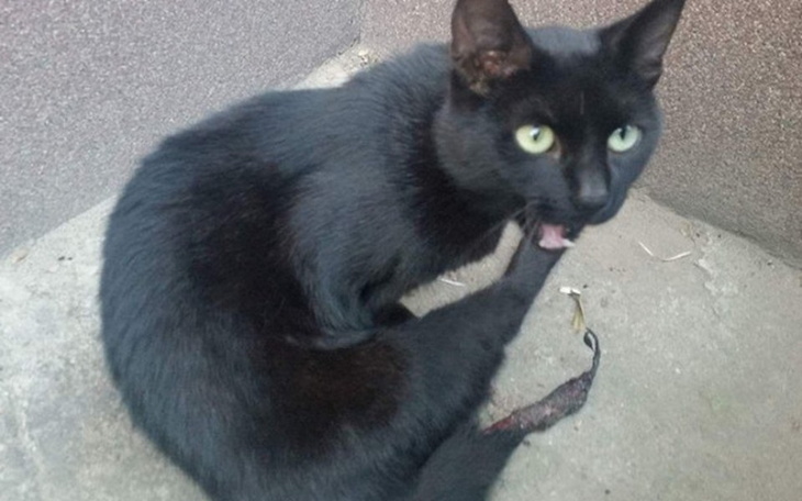 Zbiórka Zbieramy na skrzywdzonego kotka - zdjęcie główne