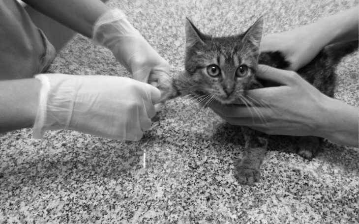 Zbiórka Faktury za leczenie kociaków - zdjęcie główne