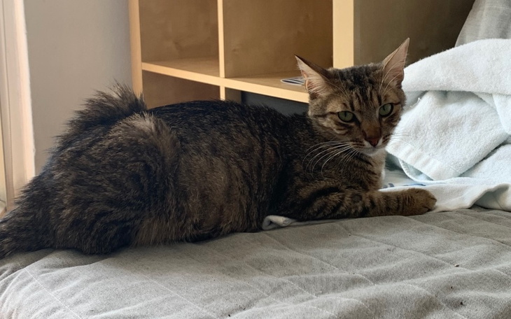 Zbiórka Pomóżmy Haku w walce o życie - zdjęcie główne