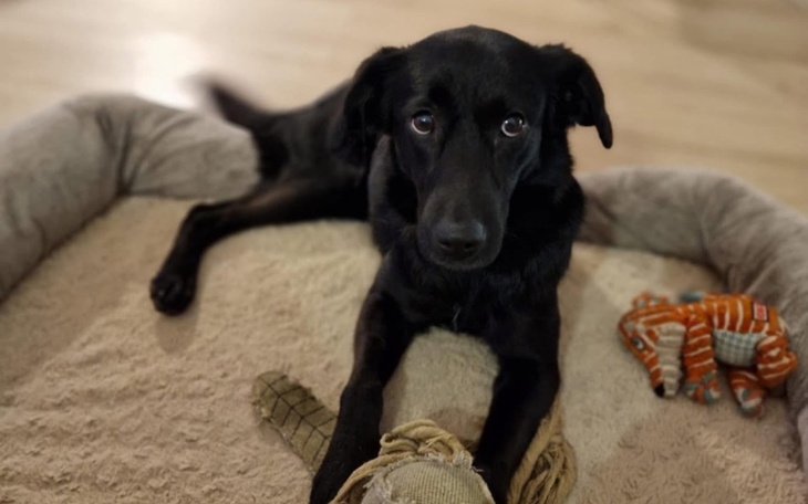 Czarny pies w legowisku, z zabawką obok.