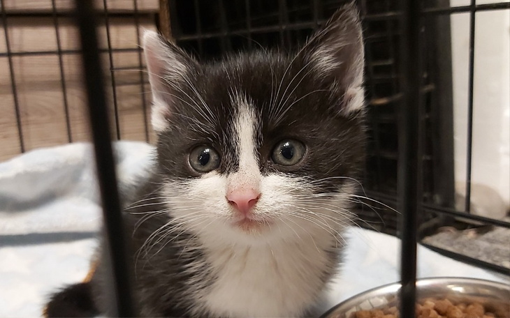 Zbiórka Dla Filemonka i Klementynki - zdjęcie główne