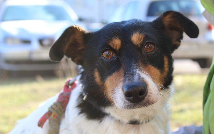 Zbiórka Guz śledziony zagraża jej życiu - zdjęcie główne