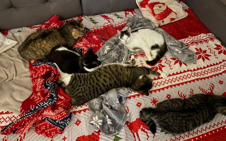 Kotki śpiące na czerwonym kocyku w świątecznym stylu.