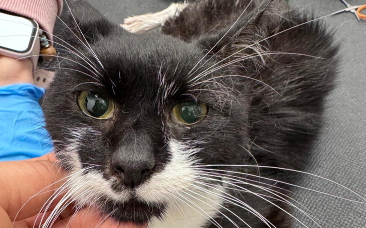 Czarny kot z białymi akcentami, przytulany przez osobę.