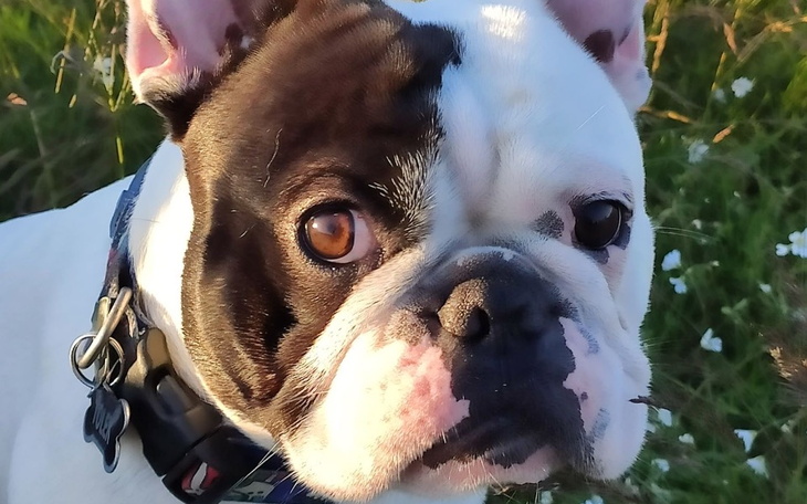 Zbiórka Szansa dla Tolka - zdjęcie główne