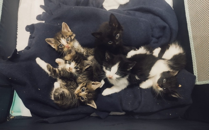 Grupa sześciu kociąt leżących na kocu.