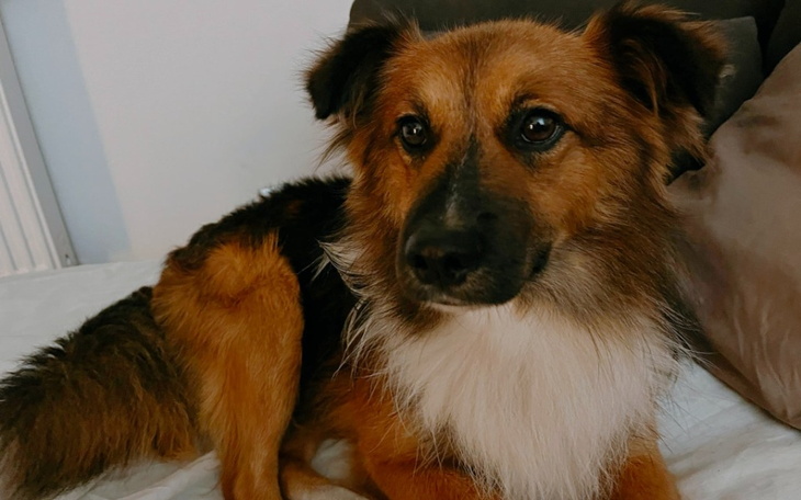 Zbiórka Pomóż ratować łapki Karmelka - zdjęcie główne