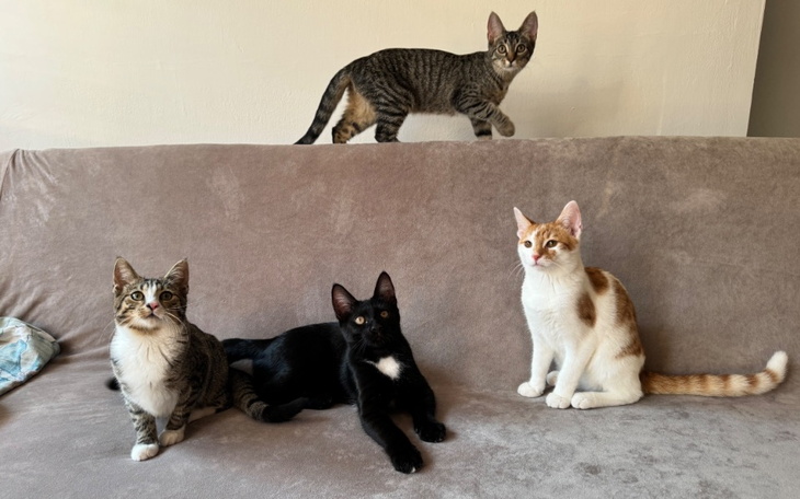 Zbiórka Kociarnia MiauKotki - 6 miesięcy - zdjęcie główne