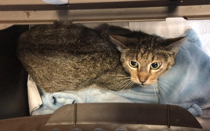 Zbiórka Zbiórka dla Kropki - zdjęcie główne