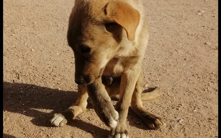 Słodki piesek siedzący na piasku, bawiący się swoją łapką.