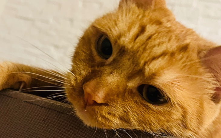 Rudy kot leżący na kanapie, z wyrazem spokojnej twarzy.