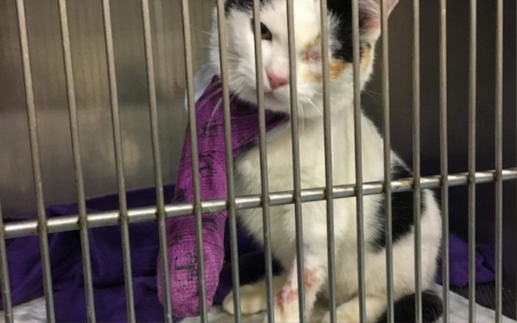 Zbiórka Pomóż Justynie ratować życia - zdjęcie główne