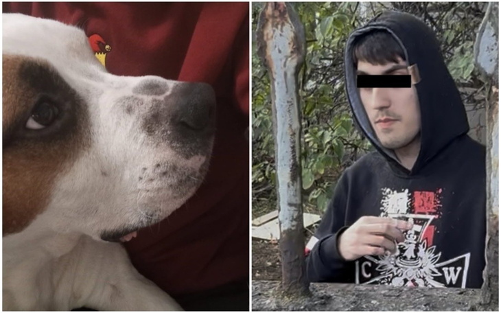 Pies w zbliżeniu, z wyraźnymi plamami na futrze.