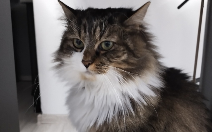 Zbiórka Pomoc w leczeniu kotki - zdjęcie główne