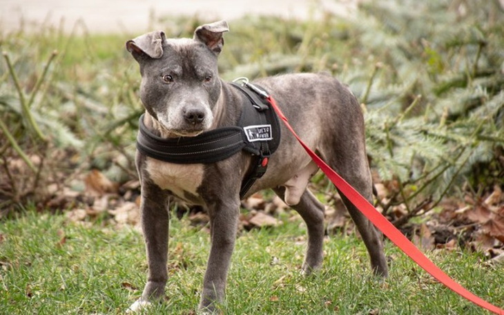 Zbiórka Łysy dziadek prosi o pomoc - zdjęcie główne