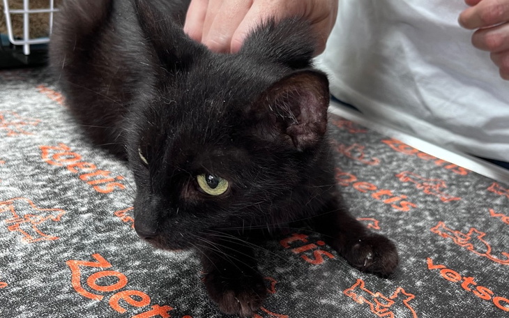 Czarny kot na stole weterynaryjnym.